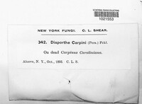 Diaporthe carpini image